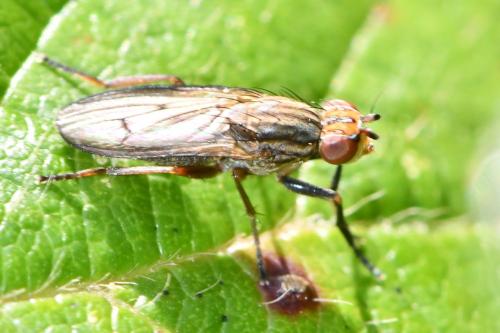 Pherbellia cinerella